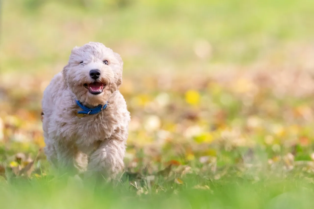 A belga griffon varázsa – kis kutya, nagy szeretet a mindennapokban