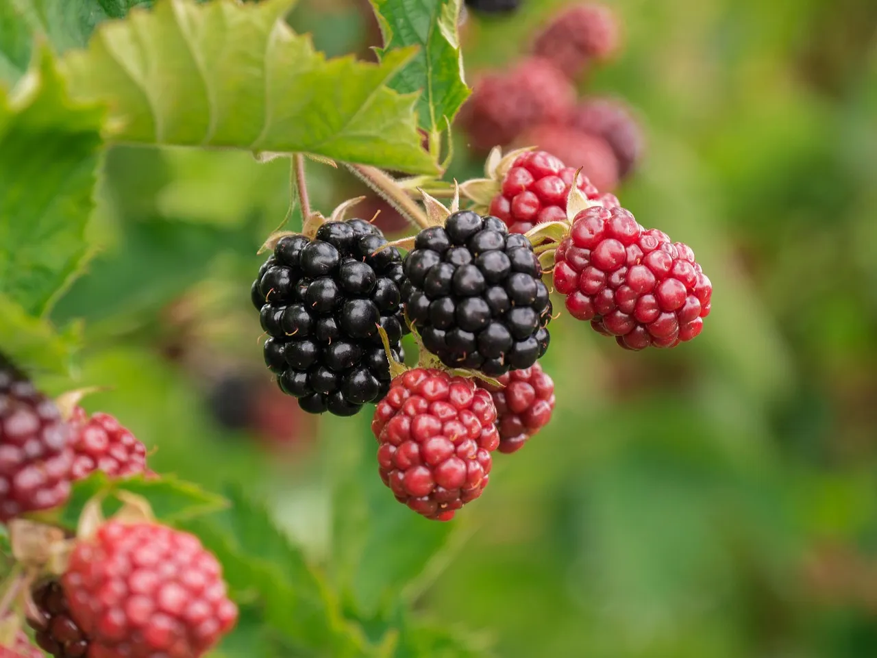 A riboflavin hatása és jelentősége a B2-vitamin szerepében