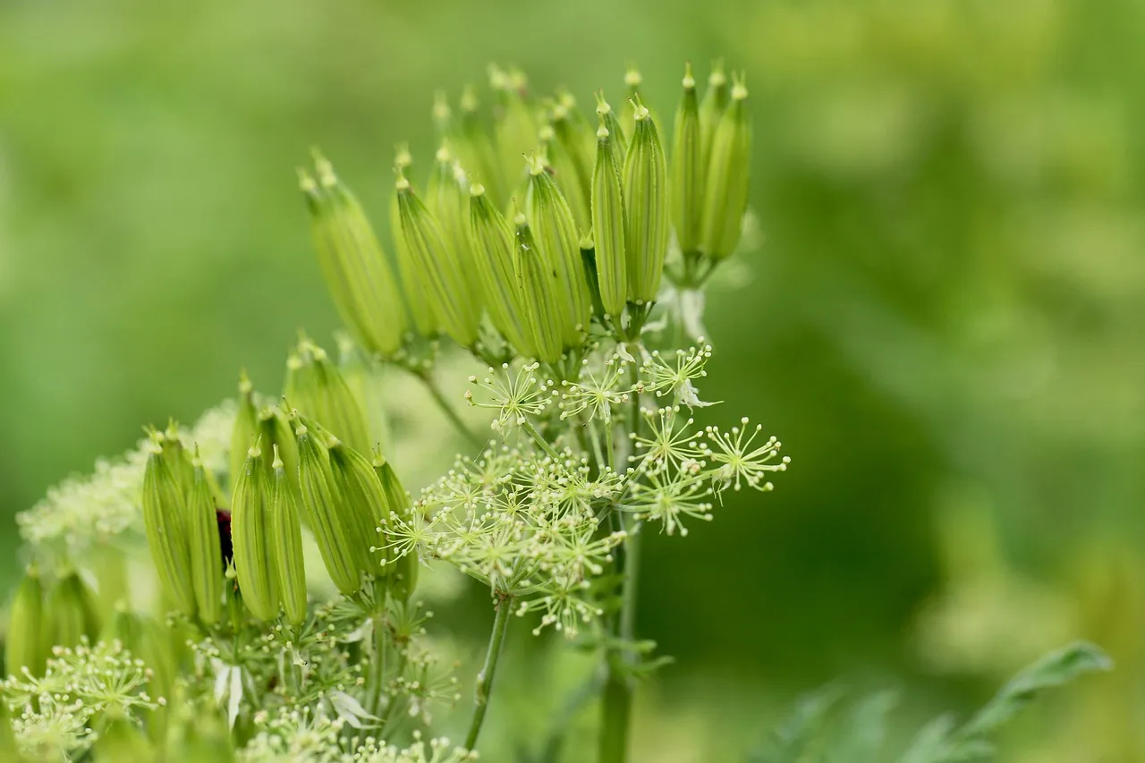 Eritrit vagy stevia – melyik a jobb édesítőszer választás?