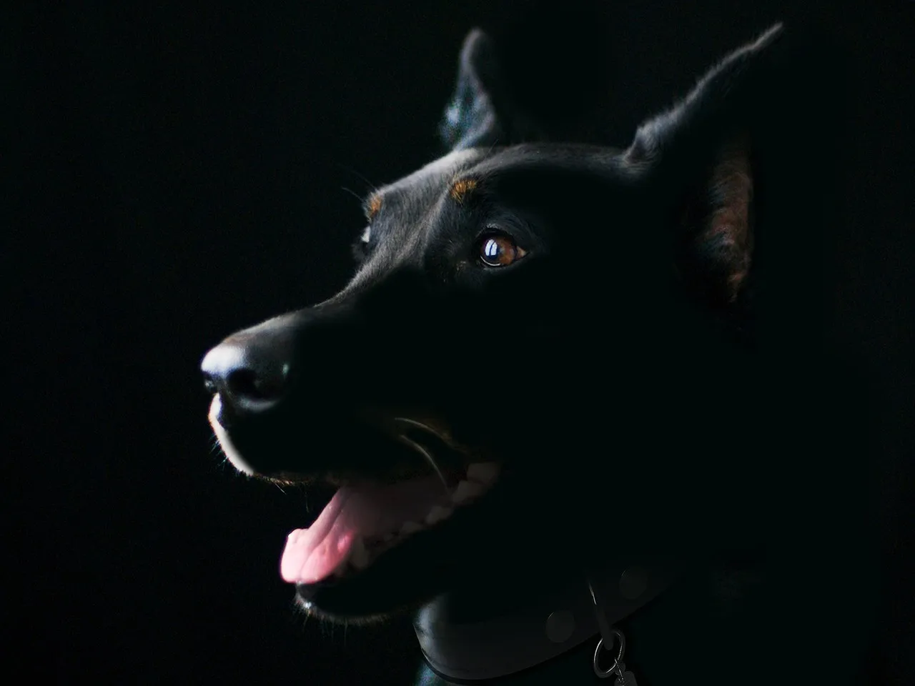 Francia bulldog egyedül otthon – tippek a nyugodt pillanatokhoz